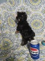 Trevor, a male Yorkipoo and Miniature Australian Shepherd for sale in Van Buren, AR – 5 of 9