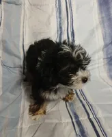 Travis , a male Yorkipoo for sale in Van Buren, AR – 6 of 10