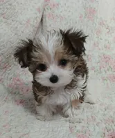 Cookie on hold for Clarke and Natalie , a female Miniature Schnauzer and Yorkipoo for sale in Van Buren, AR – 3 of 8