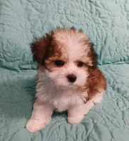 Sawyer, a male Miniature Schnauzer and Yorkipoo for sale in Van Buren, AR – 5 of 6