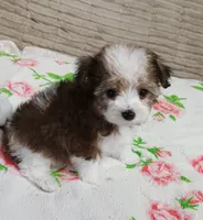 Cookie, a female Miniature Schnauzer and Maltipoo for sale in Van Buren, AR – 2 of 5
