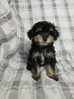 Scamper , a male Miniature Schnauzer and Maltipoo for sale in Van Buren, AR – 7 of 9