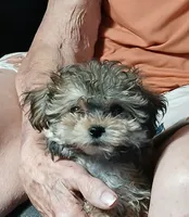 Peanut  AKA  "Loverboy", a male Miniature Schnauzer and Maltipoo for sale in Van Buren, AR – 9 of 9
