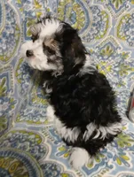 Traveler - holding for Tara, a male Miniature Schnauzer and Maltipoo for sale in Van Buren, AR – 8 of 8
