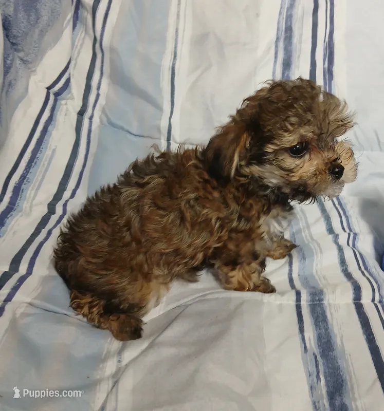 Peanut – Miniature Schnauzer, Maltipoo puppy for sale in Van Buren, AR