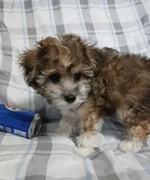 Tator - holding for Eddie and Barbara Carpenter , a male Miniature Schnauzer and Yorkipoo for sale in Van Buren, AR – 7 of 9