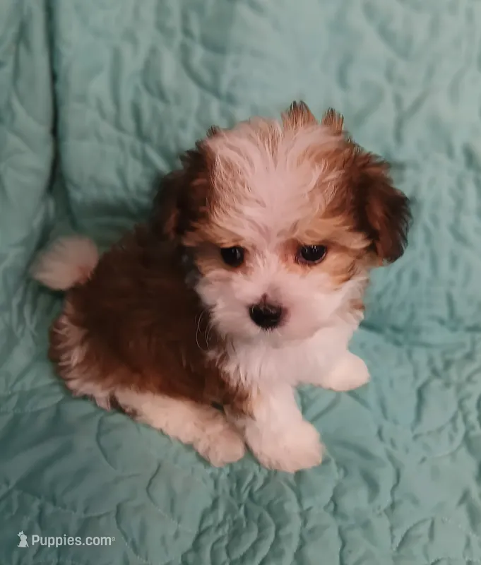 Sawyer – Miniature Schnauzer, Yorkipoo puppy for sale in Van Buren, AR