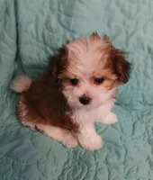 Sawyer, a male Miniature Schnauzer and Yorkipoo for sale in Van Buren, AR – 2 of 6
