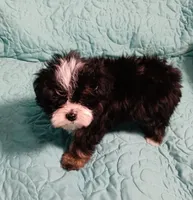 Trevor, a male Yorkipoo and Miniature Australian Shepherd for sale in Van Buren, AR – 1 of 5