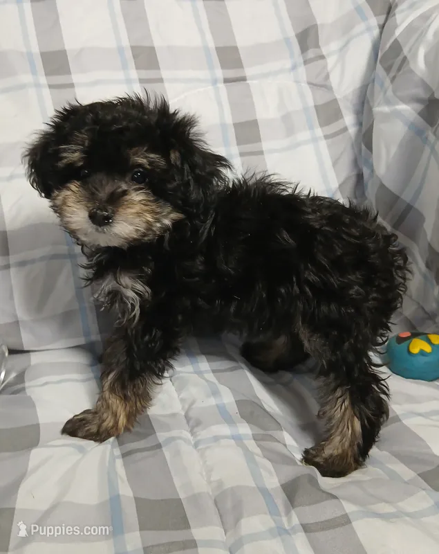 Scamper  – Miniature Schnauzer, Maltipoo puppy for sale in Van Buren, AR