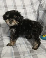 Scamper , a male Miniature Schnauzer and Maltipoo for sale in Van Buren, AR – 3 of 9