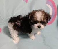 Tinker"personality"belle, a female Miniature Schnauzer and Maltipoo for sale in Van Buren, AR – 2 of 7