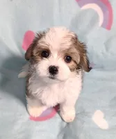 Dolly, a female Miniature Schnauzer and Maltipoo for sale in Van Buren, AR – 4 of 8