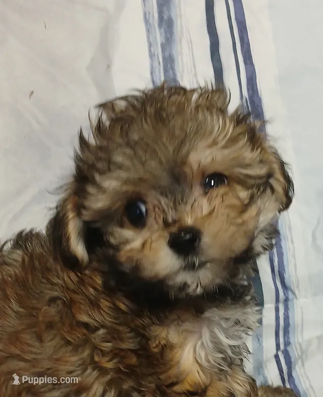Peanut – Miniature Schnauzer, Maltipoo puppy for sale in Van Buren, AR