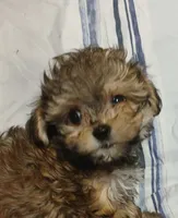 Peanut  AKA  "Loverboy", a male Miniature Schnauzer and Maltipoo for sale in Van Buren, AR – 2 of 9