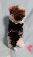Tinker"personality"belle, a female Miniature Schnauzer and Maltipoo for sale in Van Buren, AR – 4 of 7
