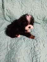 Trevor, a male Yorkipoo and Miniature Australian Shepherd for sale in Van Buren, AR – 4 of 5
