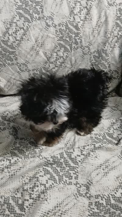Trevor, a male Yorkipoo and Miniature Australian Shepherd for sale in Van Buren, AR – 9 of 9