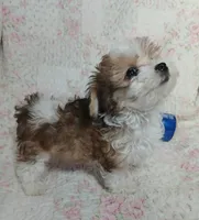 Dolly - holding for Annabelle, a female Miniature Schnauzer and Maltipoo for sale in Van Buren, AR – 4 of 10