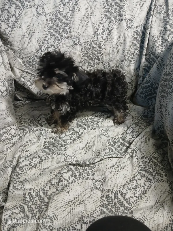 Scamper  – Miniature Schnauzer, Maltipoo puppy for sale in Van Buren, AR