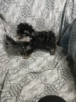 Scamper , a male Miniature Schnauzer and Maltipoo for sale in Van Buren, AR – 2 of 9
