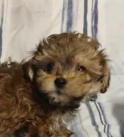 Peanut  AKA  "Loverboy", a male Miniature Schnauzer and Maltipoo for sale in Van Buren, AR – 7 of 9