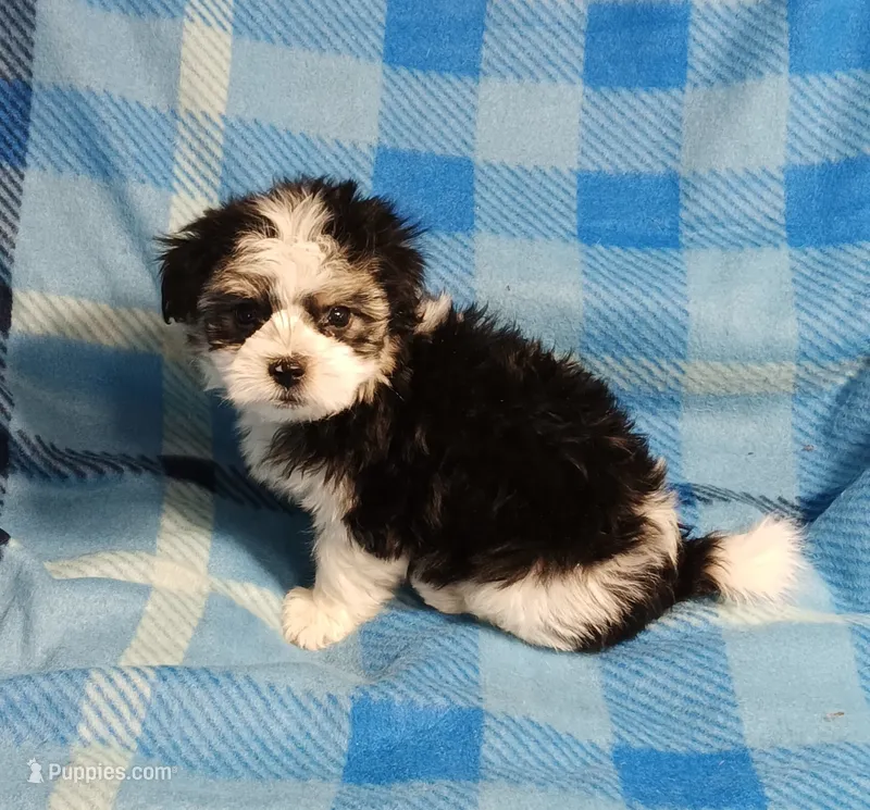 Traveler  – Miniature Schnauzer, Maltipoo puppy for sale in Van Buren, AR