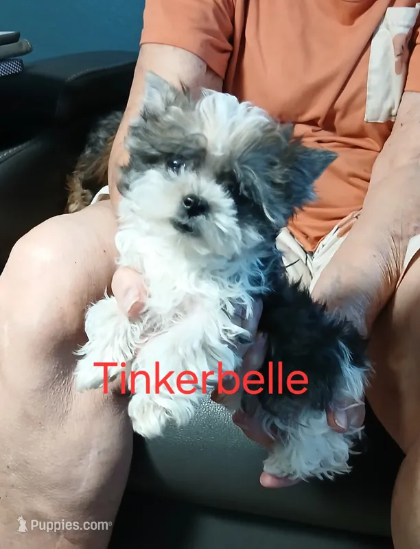 Tinker"personality"belle – Miniature Schnauzer, Maltipoo puppy for sale in Van Buren, AR