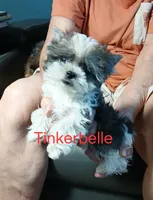 Tinker"personality"belle, a female Miniature Schnauzer and Maltipoo for sale in Van Buren, AR – 2 of 8