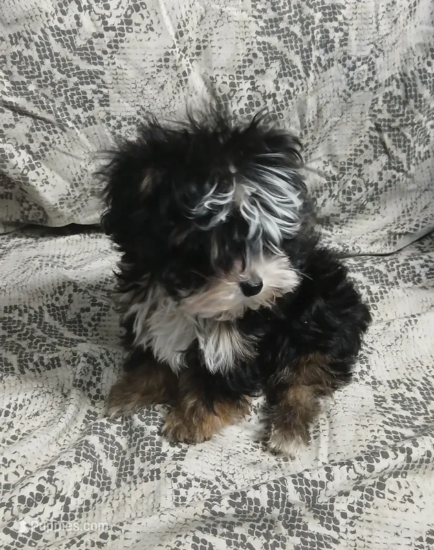 Trevor – Yorkipoo, Miniature Australian Shepherd puppy for sale in Van Buren, AR