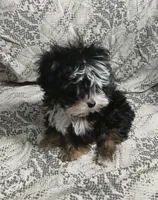 Trevor, a male Yorkipoo and Miniature Australian Shepherd for sale in Van Buren, AR – 2 of 9