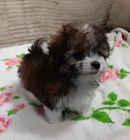 Trinket, a female Miniature Schnauzer and Yorkipoo for sale in Van Buren, AR – 4 of 8