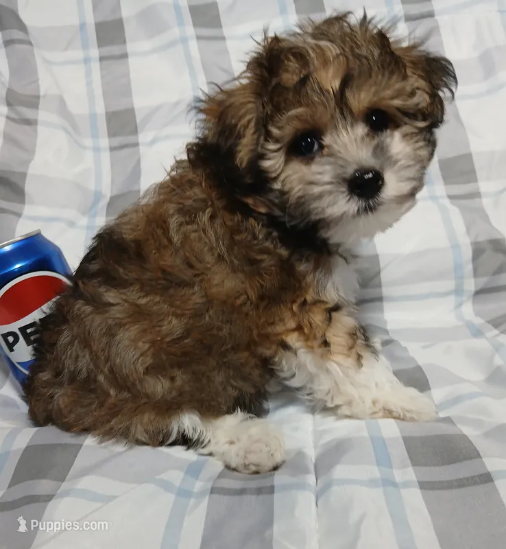 Tator – Miniature Schnauzer, Yorkipoo puppy for sale in Van Buren, AR