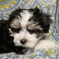 Traveler - holding for Tara, a male Miniature Schnauzer and Maltipoo for sale in Van Buren, AR – 5 of 8