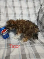 Tator - holding for Eddie and Barbara Carpenter , a male Miniature Schnauzer and Yorkipoo for sale in Van Buren, AR – 9 of 9