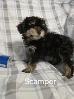 Scamper , a male Miniature Schnauzer and Maltipoo for sale in Van Buren, AR – 8 of 9