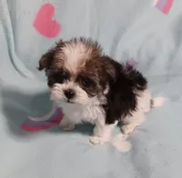 Tinker"personality"belle, a female Miniature Schnauzer and Maltipoo for sale in Van Buren, AR – 3 of 7