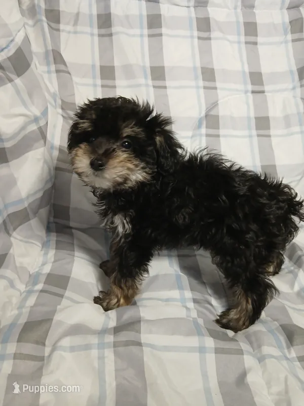 Scamper  – Miniature Schnauzer, Maltipoo puppy for sale in Van Buren, AR