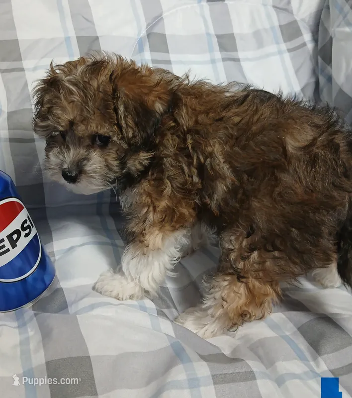 Tator – Miniature Schnauzer, Yorkipoo puppy for sale in Van Buren, AR