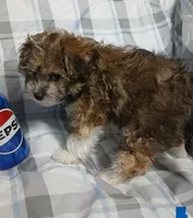 Tator - holding for Eddie and Barbara Carpenter , a male Miniature Schnauzer and Yorkipoo for sale in Van Buren, AR – 3 of 9