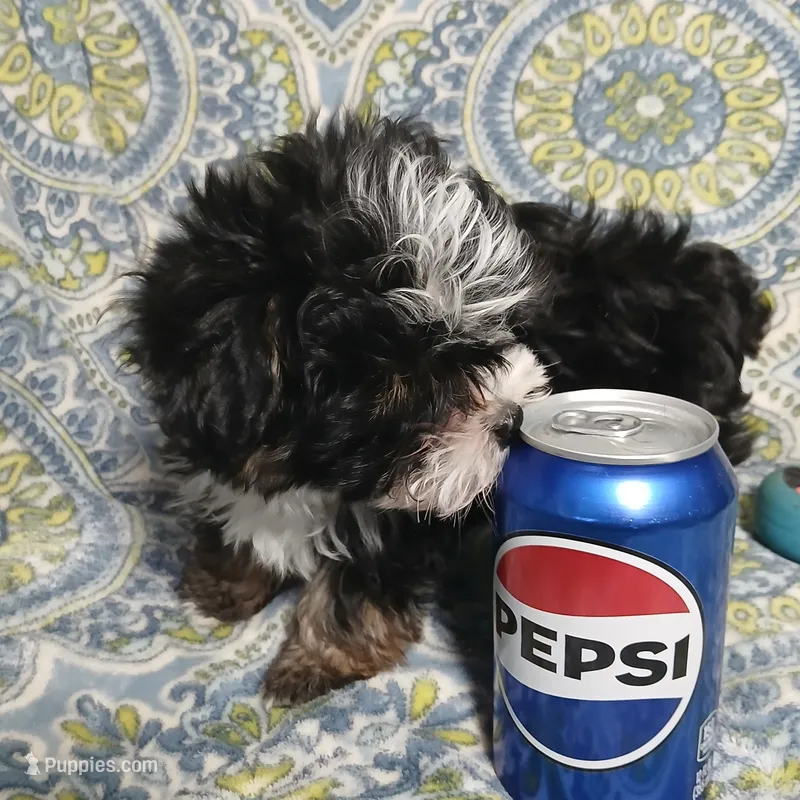 Trevor – Yorkipoo, Miniature Australian Shepherd puppy for sale in Van Buren, AR