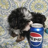 Trevor, a male Yorkipoo and Miniature Australian Shepherd for sale in Van Buren, AR – 7 of 9