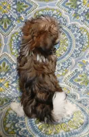 Trinket - holding for Amanda, a female Miniature Schnauzer and Yorkipoo for sale in Van Buren, AR – 5 of 8