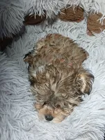 Peanut  AKA  "Loverboy", a male Miniature Schnauzer and Maltipoo for sale in Van Buren, AR – 8 of 9