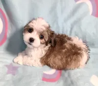 Dolly, a female Miniature Schnauzer and Maltipoo for sale in Van Buren, AR – 2 of 8
