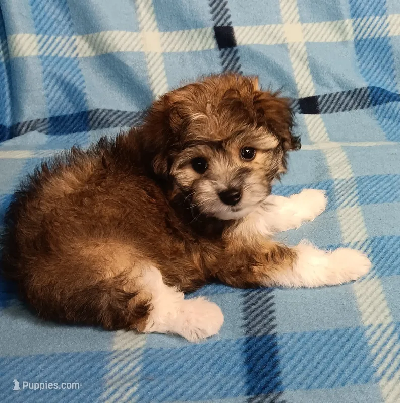 Tator – Miniature Schnauzer, Yorkipoo puppy for sale in Van Buren, AR