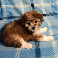 Tator, a male Miniature Schnauzer and Yorkipoo for sale in Van Buren, AR – 1 of 6