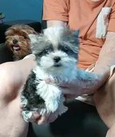 Tinker"personality"belle, a female Miniature Schnauzer and Maltipoo for sale in Van Buren, AR – 1 of 8