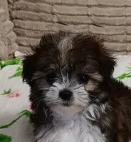 Trinket, a female Miniature Schnauzer and Yorkipoo for sale in Van Buren, AR – 6 of 8