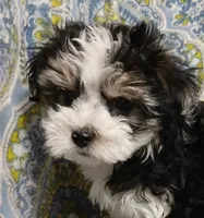 Traveler - holding for Tara, a male Miniature Schnauzer and Maltipoo for sale in Van Buren, AR – 7 of 8